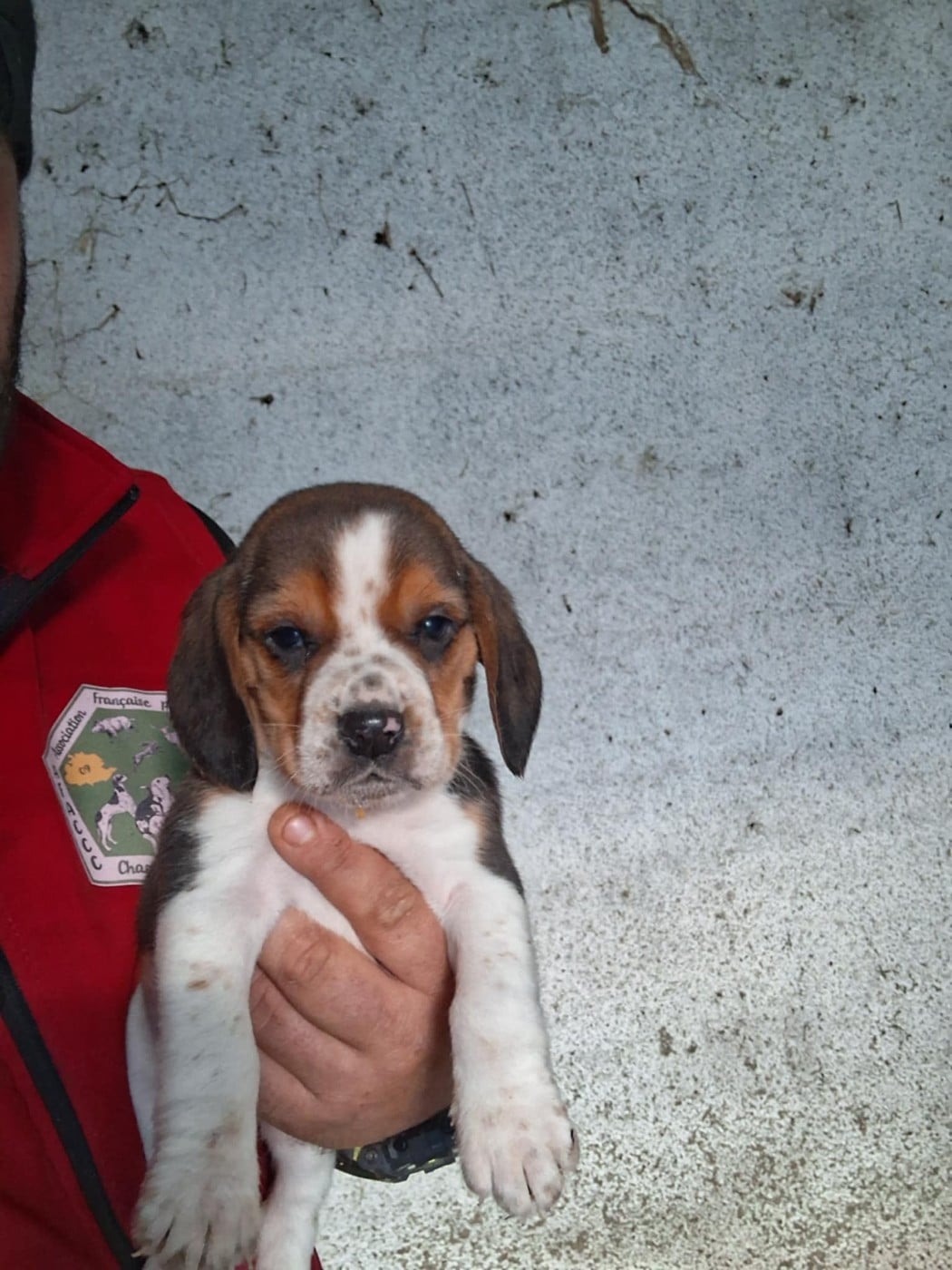 CHIOT 5 - Beagle