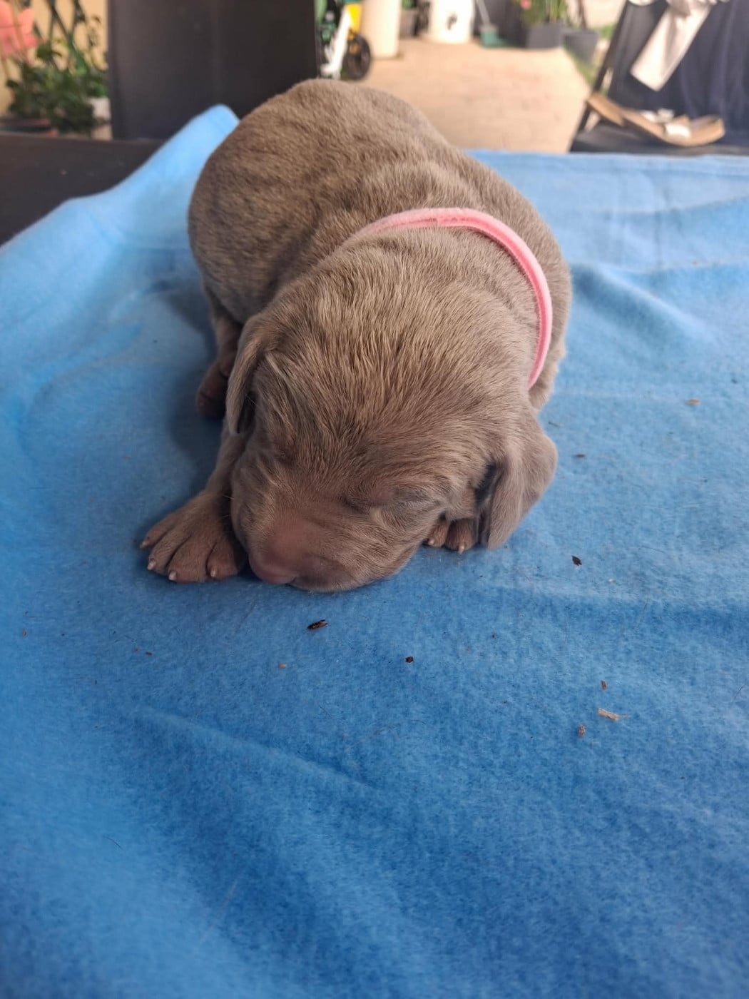 Chiot N°4 - Braque de Weimar