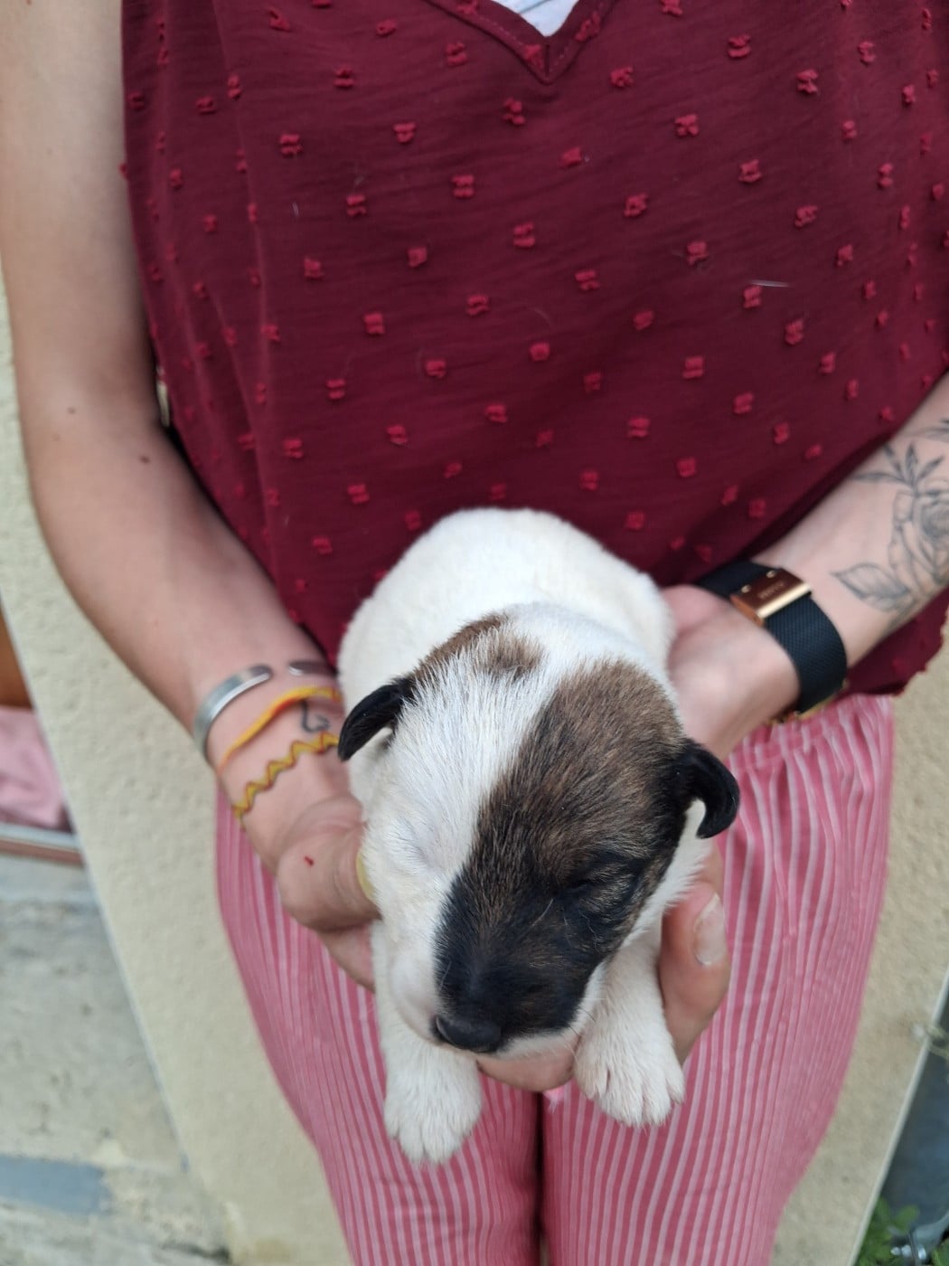 Chiot N°1 - Fox Terrier Poil lisse