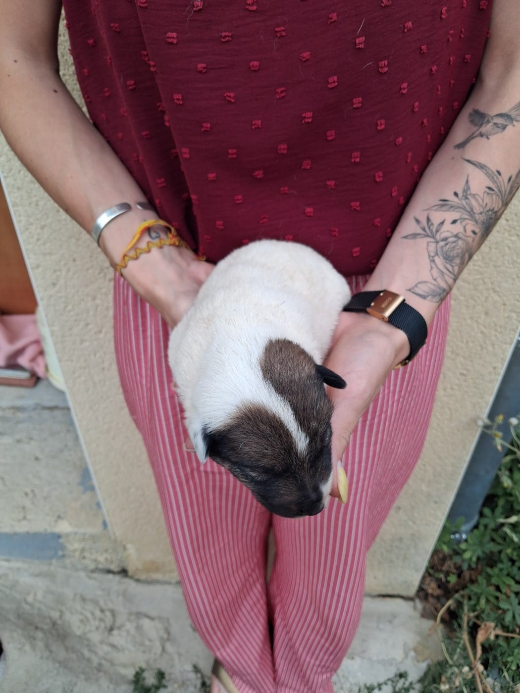 Chiot N°2 - Fox Terrier Poil lisse