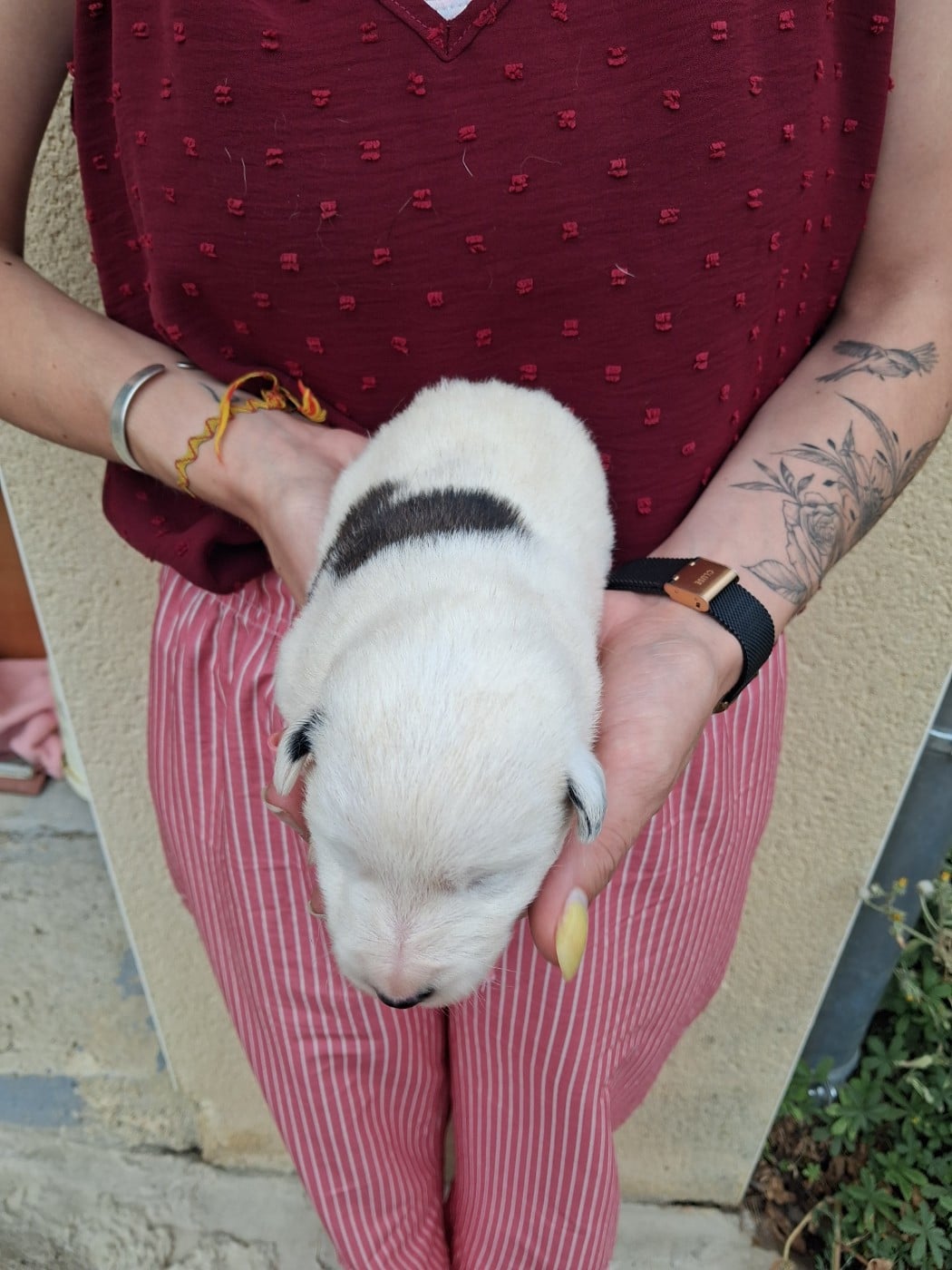 Chiot N°3 - Fox Terrier Poil lisse