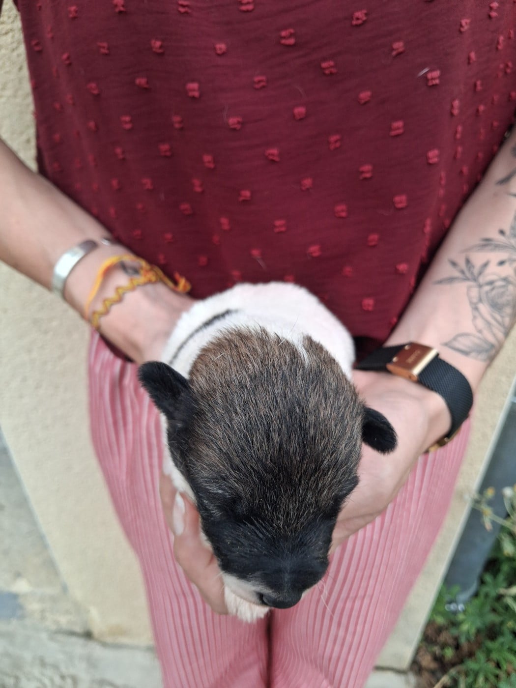 Chiot N°4 - Fox Terrier Poil lisse