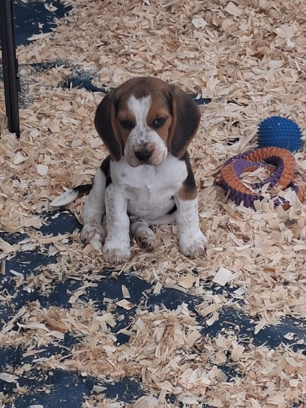 Chiot N°1 - Beagle