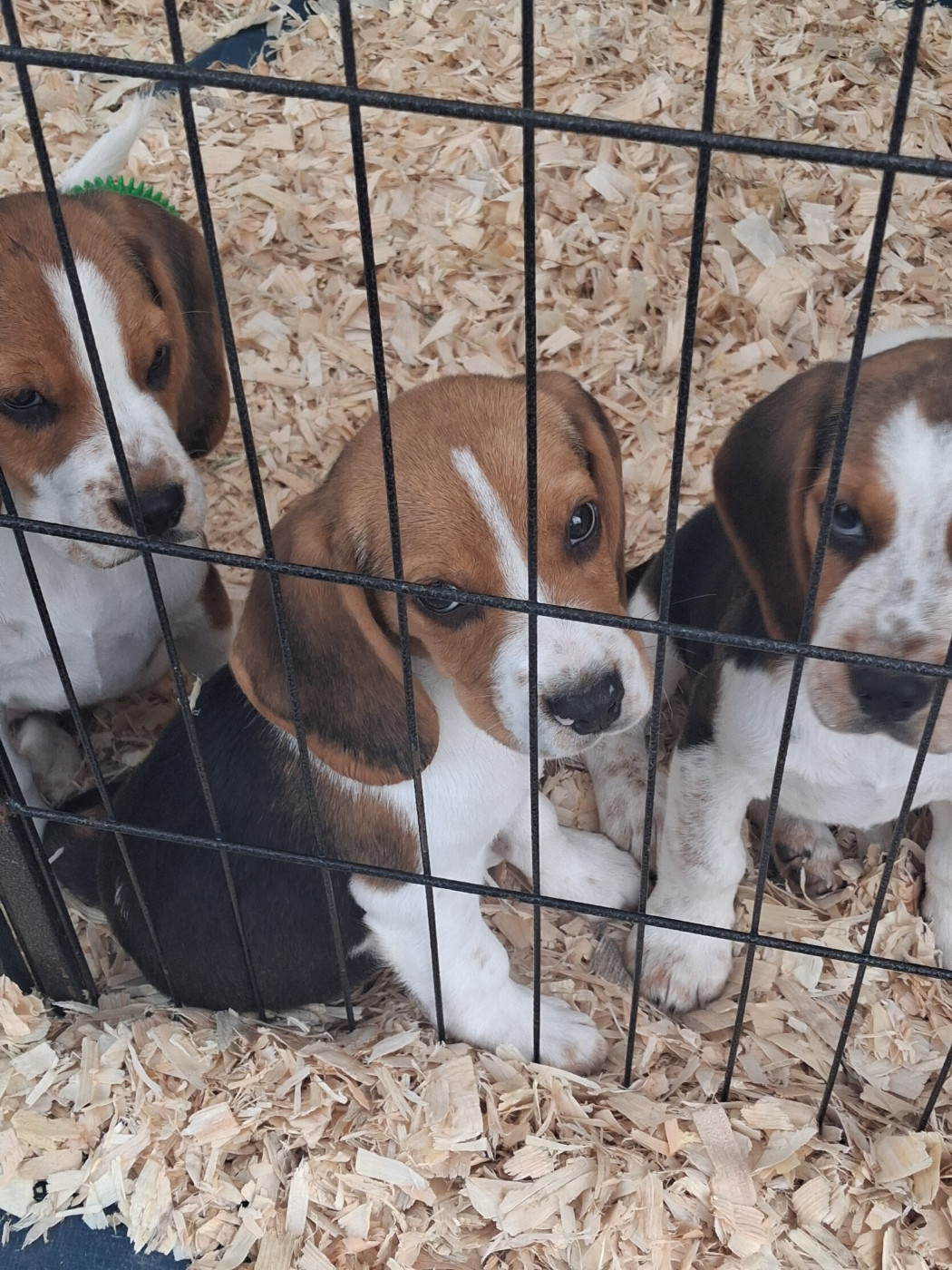 Chiot N°2 - Beagle