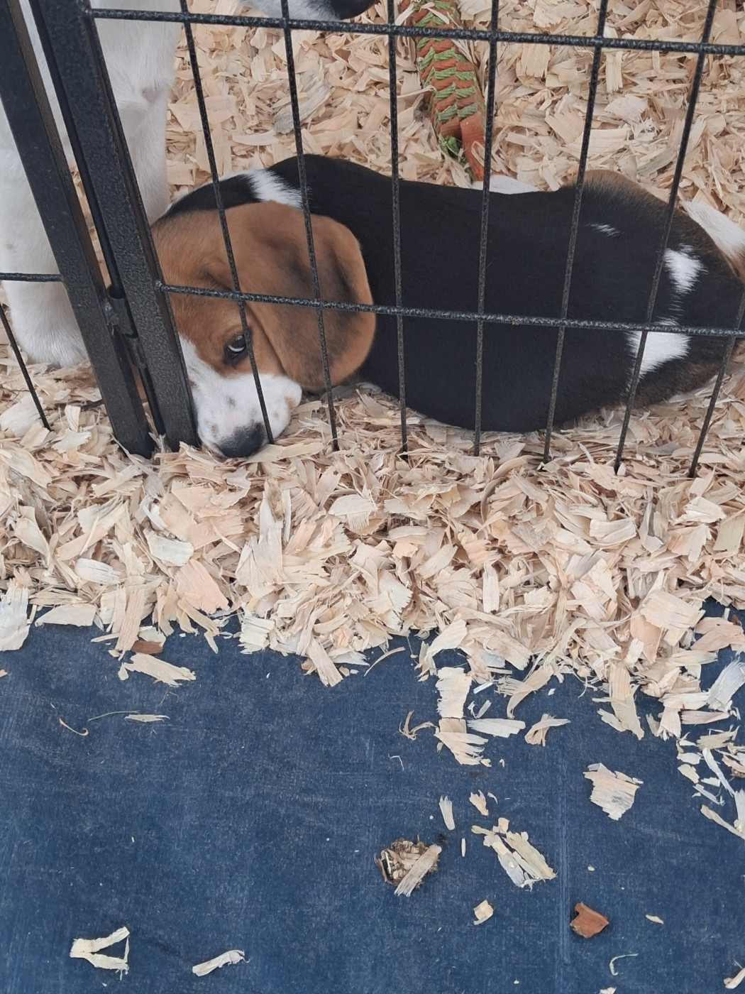 Chiot N°3 - Beagle