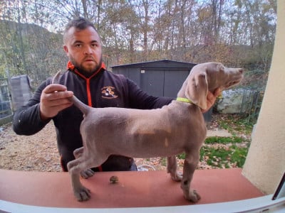 Les chiots de Braque de Weimar