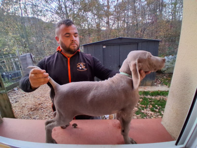 Les chiots de Braque de Weimar