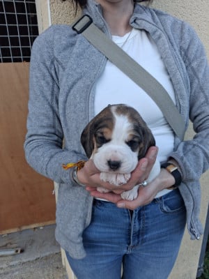 Les chiots de Beagle