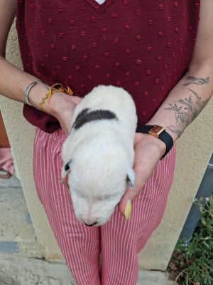 Les chiots de Fox Terrier Poil lisse