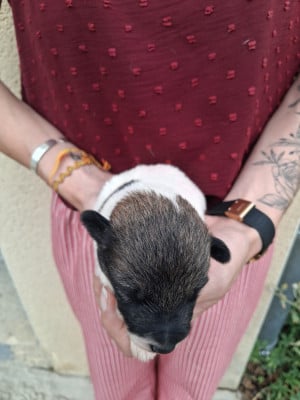 Les chiots de Fox Terrier Poil lisse