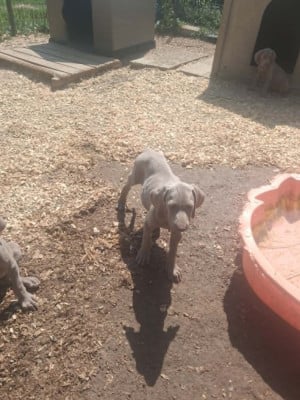 Les chiots de Braque de Weimar