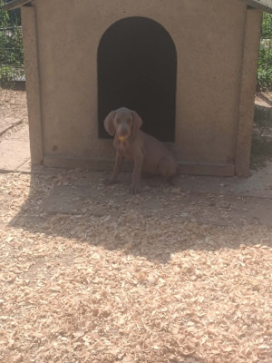 Les chiots de Braque de Weimar