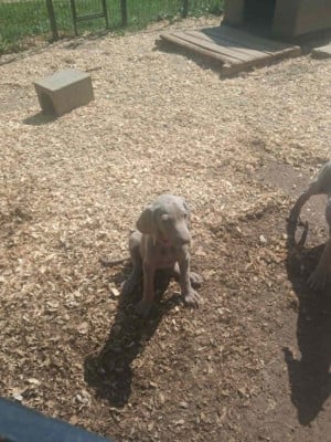 Les chiots de Braque de Weimar