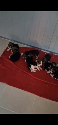 Chiot N°4 - Beagle