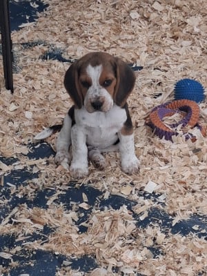 Les chiots de Beagle
