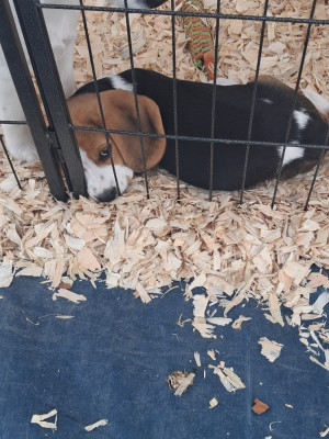 Les chiots de Beagle