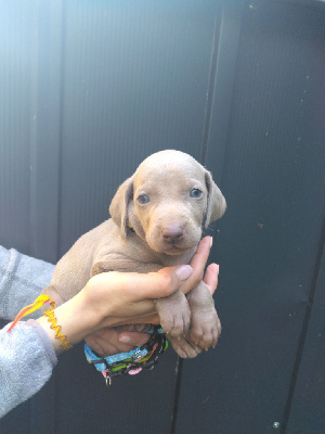 Les chiots de Braque de Weimar