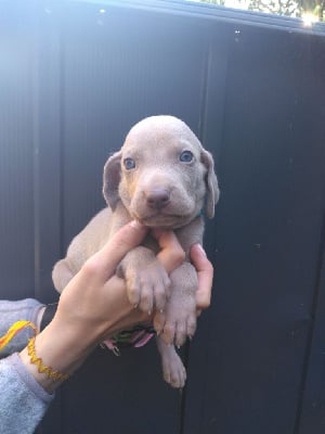 Les chiots de Braque de Weimar