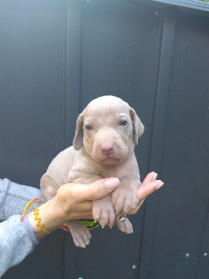 Les chiots de Braque de Weimar