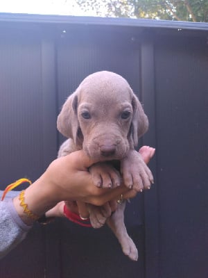 Les chiots de Braque de Weimar