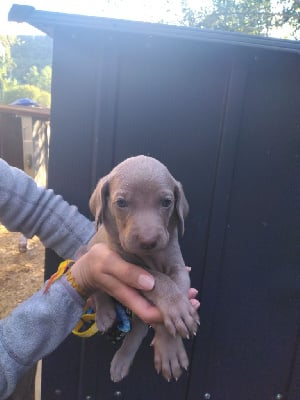 Les chiots de Braque de Weimar
