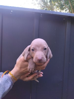 Les chiots de Braque de Weimar