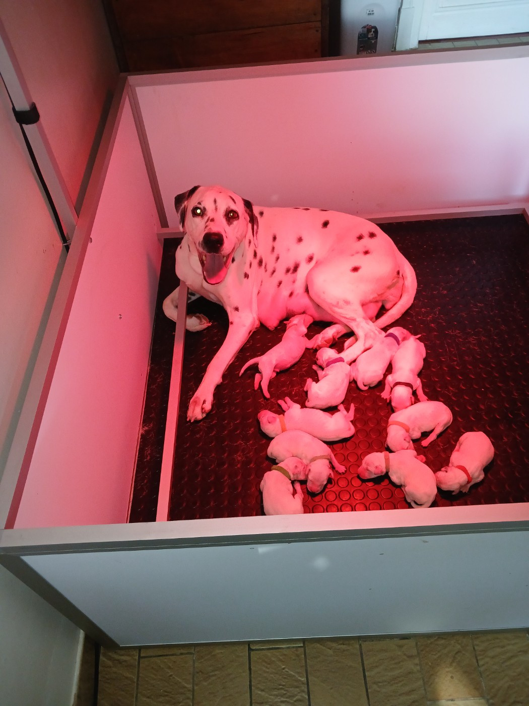 CHIOT 1 - Dalmatien