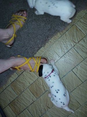 Les chiots de Dalmatien