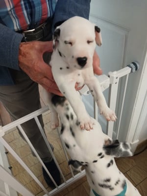 Les chiots de Dalmatien