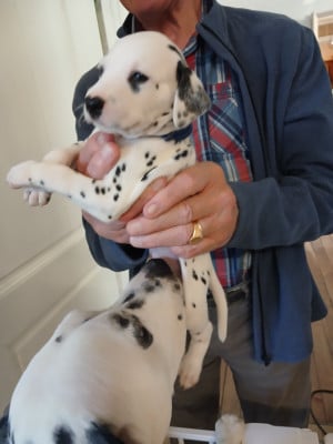 Les chiots de Dalmatien