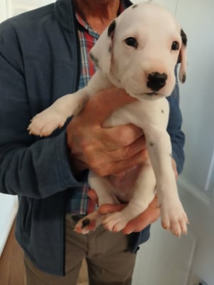 Les chiots de Dalmatien