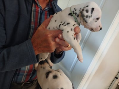 Les chiots de Dalmatien