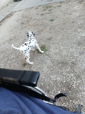 Breton - Dalmatien