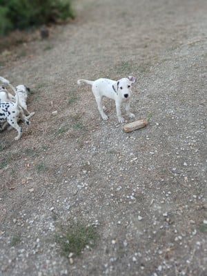 Barry (collier jaune) - Dalmatien