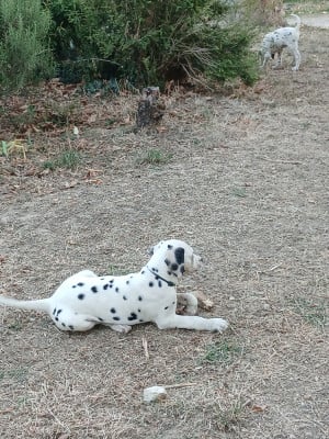 Bambi - Dalmatien