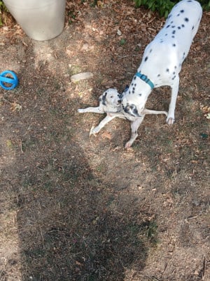 Les chiots de Dalmatien