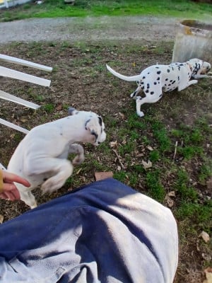Barry (collier jaune) - Dalmatien