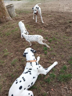 Les chiots de Dalmatien