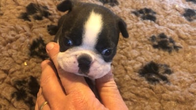 Les chiots de Boston Terrier