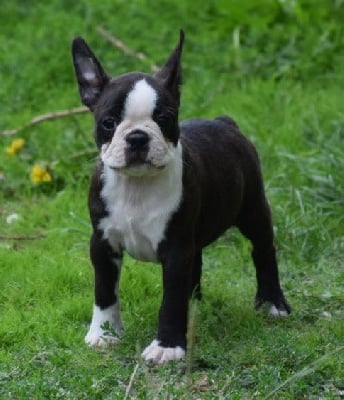 Les chiots de Boston Terrier