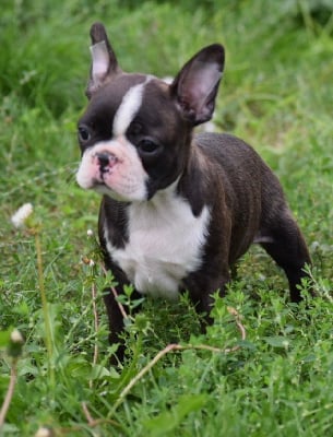 Les chiots de Boston Terrier