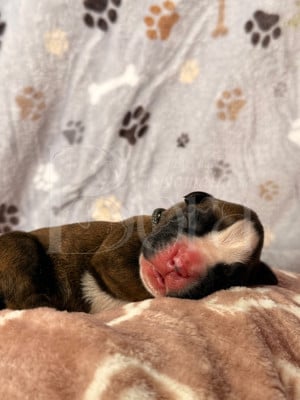 Benito - Boxer