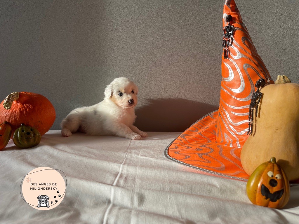 Sea des Anges de Miliondersky