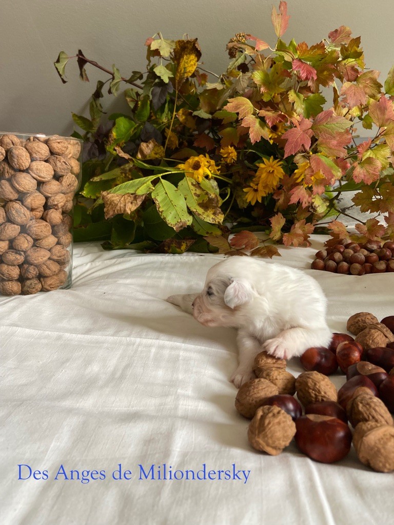 Sea des Anges de Miliondersky