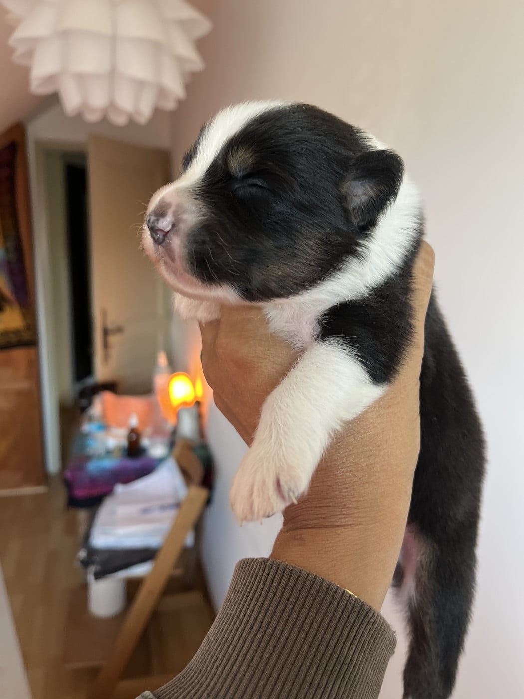 Chiot N°1 - Berger Australien