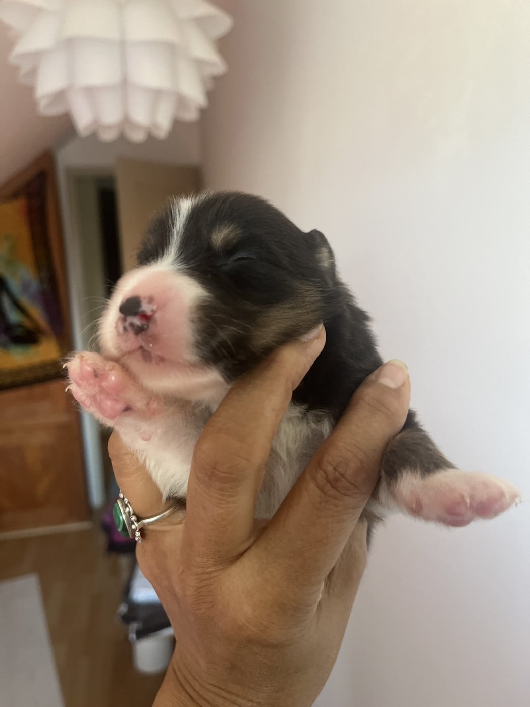 Chiot N°2 - Berger Australien