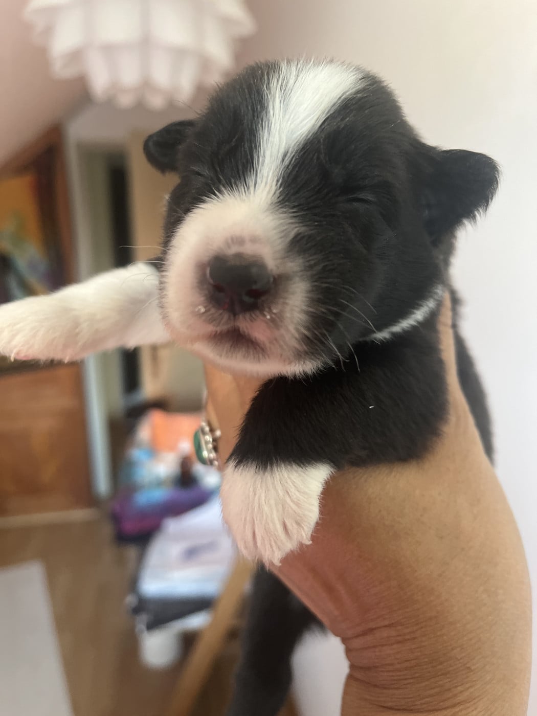 Chiot N°4 - Berger Australien