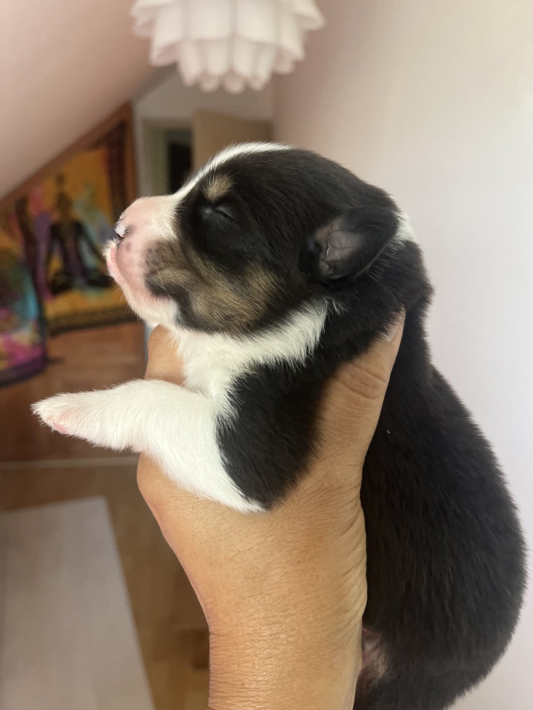Chiot N°5 - Berger Australien