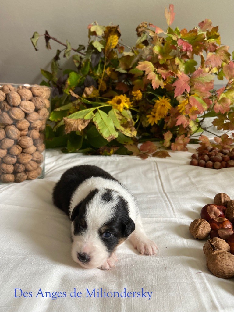 Stormy des Anges de Miliondersky