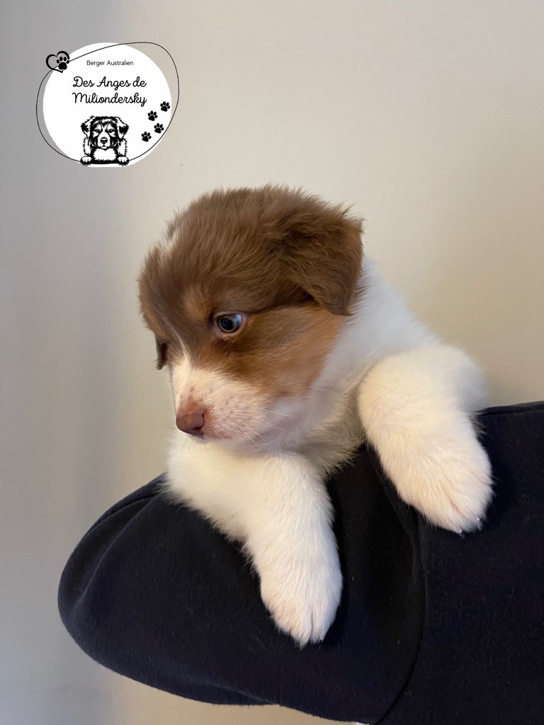 Simpson des Anges de Miliondersky